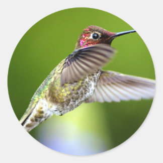 Sticker Rond Colibri (5)