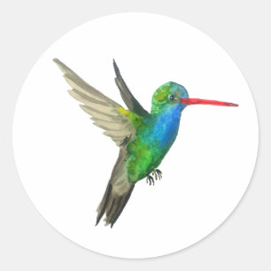 Sticker Rond Colibri à bec large
