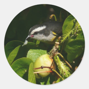 Sticker Rond Colibri à gorge blanche mangeant Photographie trop