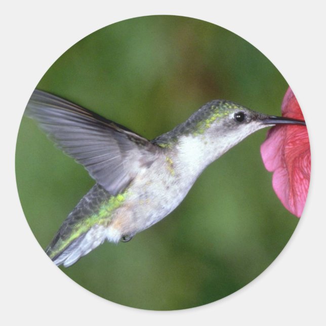 Sticker Rond Colibri à gorge rubis (femelle) avec pétunia (Devant)