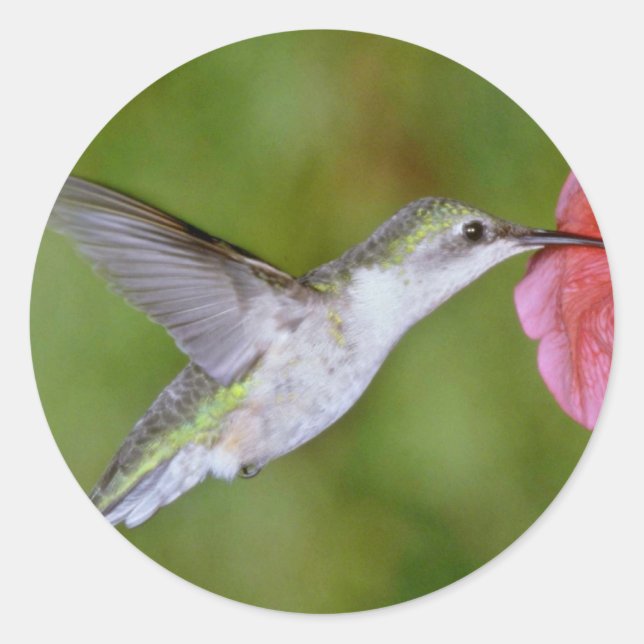 Sticker Rond Colibri à gorge rubis (femelle) avec pétunia Pi (Devant)