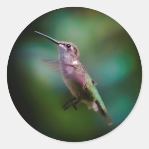 Sticker Rond Colibri à gorge rubis - Photo originale