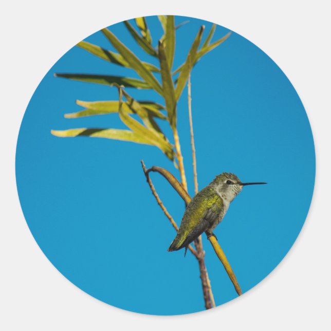 Sticker Rond Colibri à gorge rubis sur arbre (Devant)