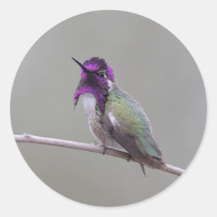 Sticker Rond Colibri de Costa