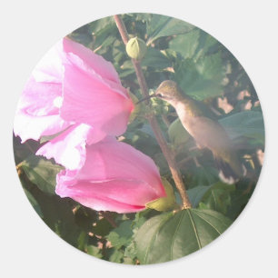 Sticker Rond Colibri et Rose de Sharon