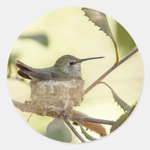 Sticker Rond Colibri femelle sur son nid