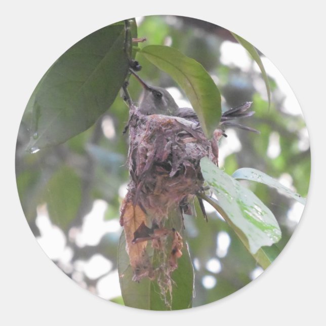 Sticker Rond Colibri nid mexique (Devant)