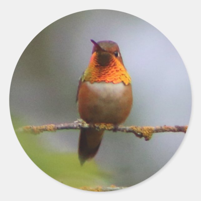 Sticker Rond Colibri roux de cuivre (Devant)