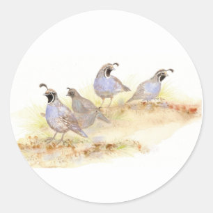 Sticker Rond Colin de Californie aquarelle