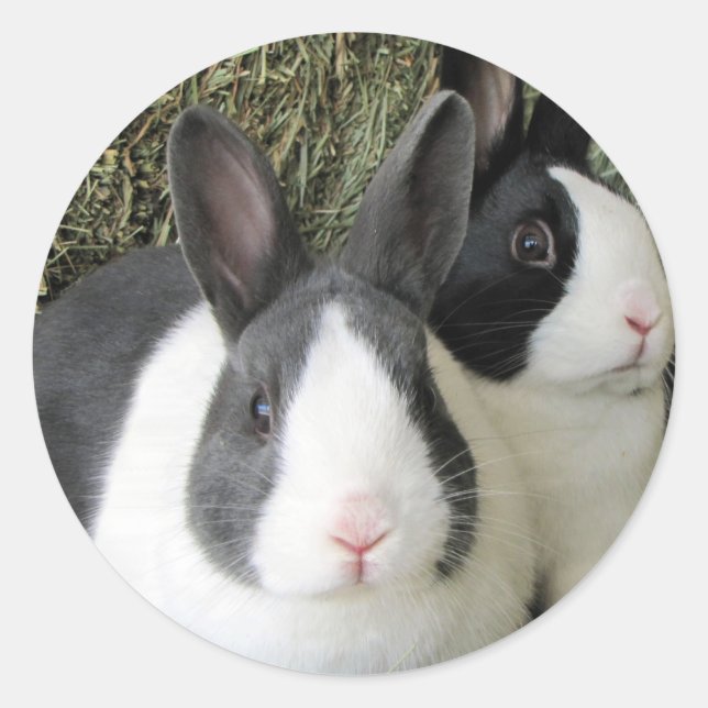 Sticker Rond collant de lapins hollandais (Devant)