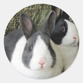 Sticker Rond collant de lapins hollandais