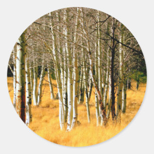 Sticker Rond collant des arbres de peuplier