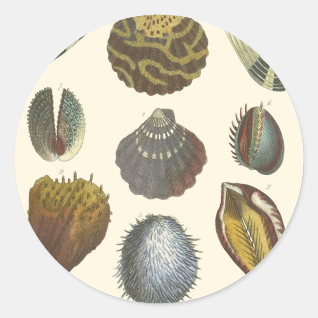 Sticker Rond Collection Conchology (Devant)