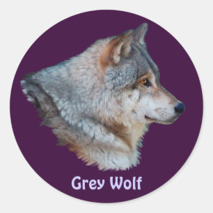 Sticker Rond Collection d'autocollants GRAY WOLF Wildlife