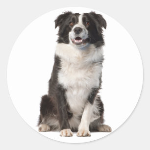 STICKER ROND COLLIE FRONTALIÈRE CHIEN NOIR ET BLANC
