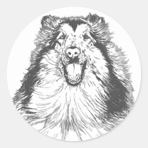 Sticker Rond Collie Head Study Art