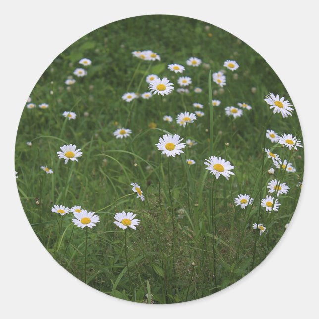 Sticker Rond Colline des Daisies (Devant)