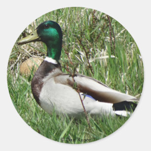 Sticker Rond Colvert mâle B55 dans l'herbe