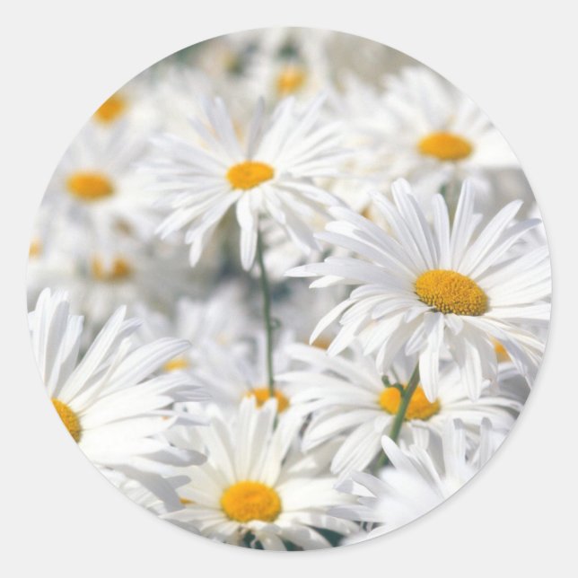 Sticker Rond Conception Daisy (Devant)