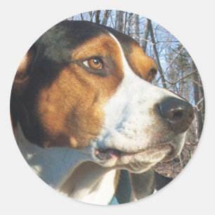 Sticker Rond Coonhound de marcheur de Treeing en bois