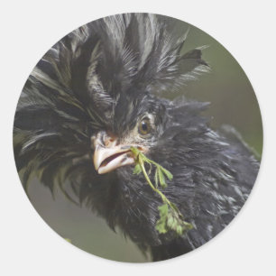 Sticker Rond Coq polonais argenté