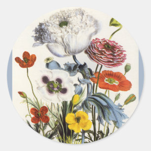 Sticker Rond Coquelicots anciens dans le jardin, fleurs victori