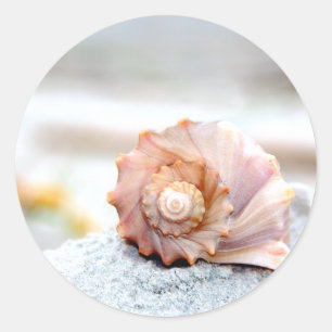 Sticker Rond Coquillage