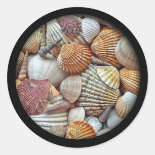 Sticker Rond Coquillages
