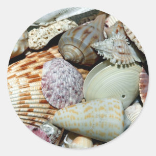 Sticker Rond coquillages