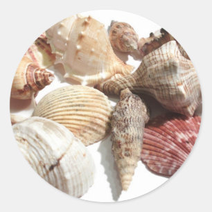 Sticker Rond Coquillages