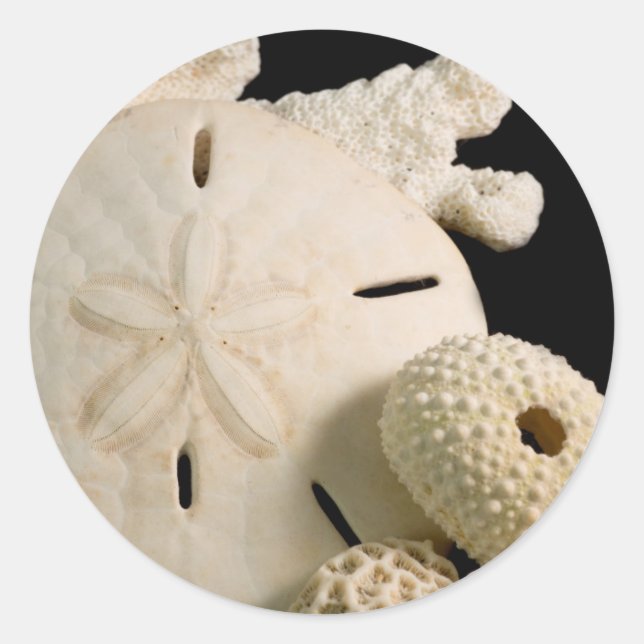 Sticker Rond Coquillages Blancs Et Dollar De Sable (Devant)