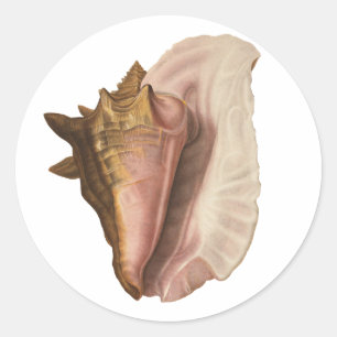 Sticker Rond Coquille de l'escargot de mer reine, coquillage, f
