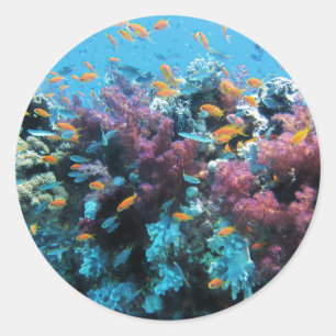 Sticker Rond Corail rose