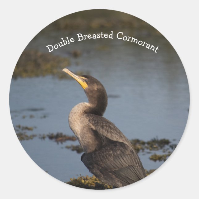 Sticker Rond Cormorant à double poitrine (Devant)