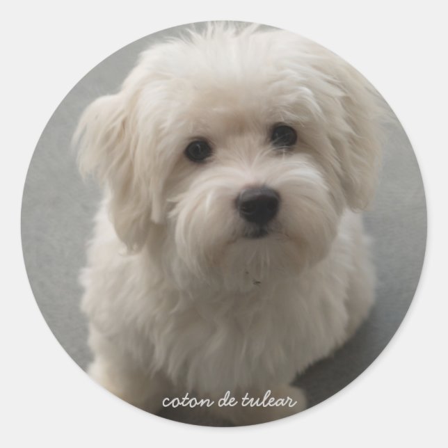 Sticker Rond Coton de Tulear (Devant)