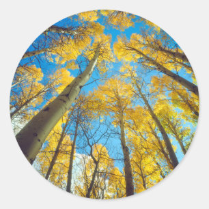 Sticker Rond Couleurs d'automne des arbres d'Aspen 2
