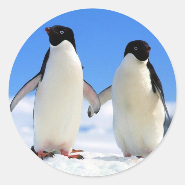 Sticker Rond Couple de pingouin (Devant)