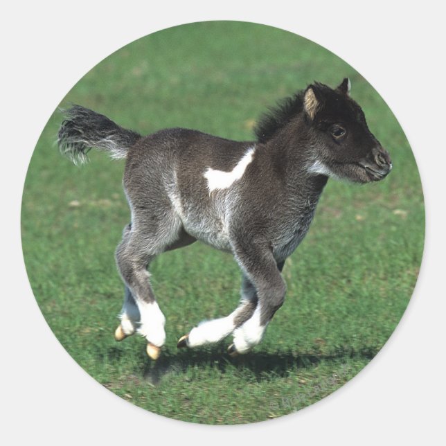 Sticker Rond Courant de poulain miniature (Devant)