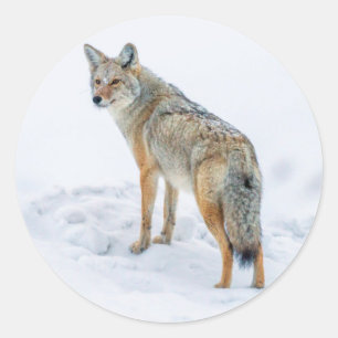 Sticker Rond Coyote en alerte dans la neige