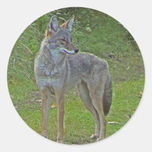 Sticker Rond Coyote (vue de côté)