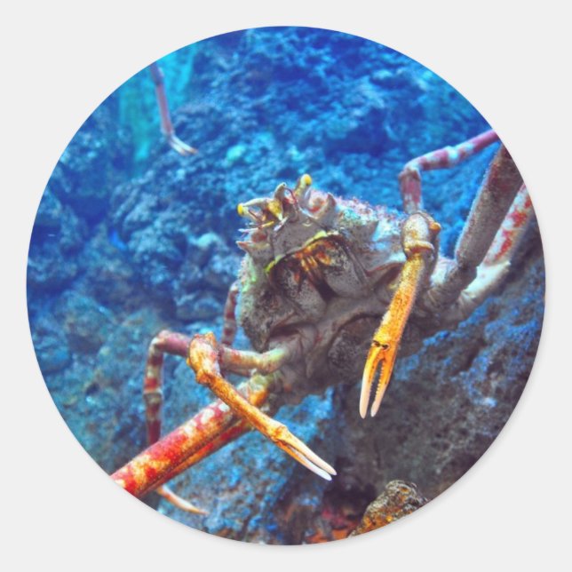 Sticker Rond Crabe-araignée japonaise (Devant)