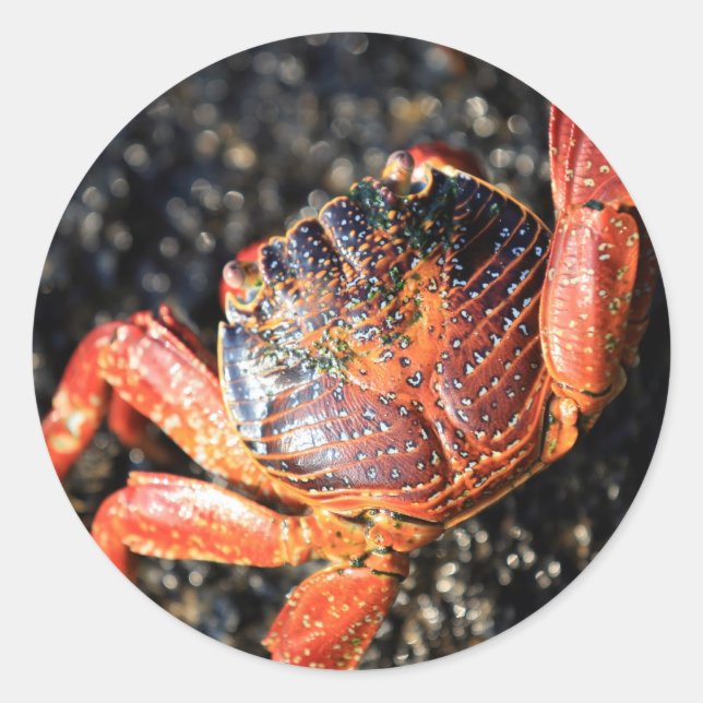 Sticker Rond Crabe des Galapagos (Devant)