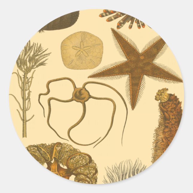 Sticker Rond Créatures sous-marines (Devant)