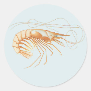 Sticker Rond Crevette ou grosse crevette, faune marine vintage 