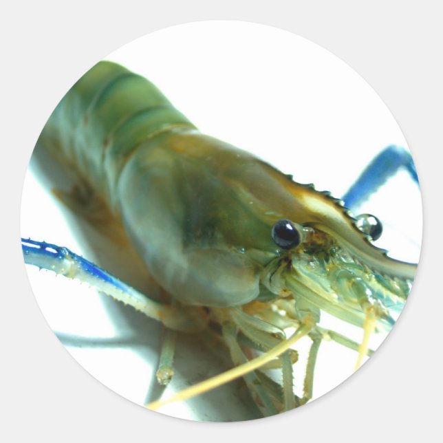 Sticker Rond crevettes (Devant)