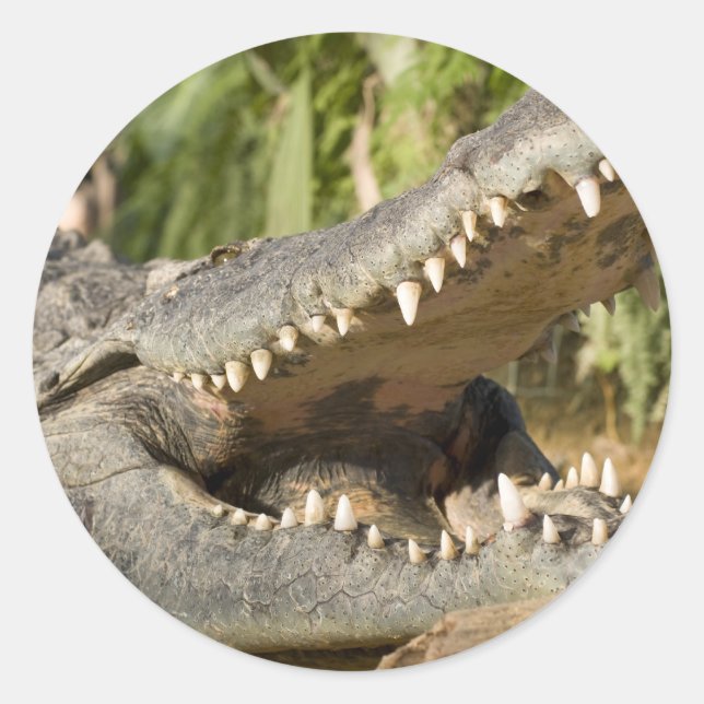 Sticker Rond crocodile (Devant)