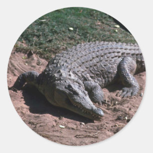 Sticker Rond Crocodile du Nil