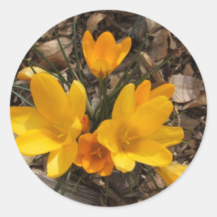 Sticker Rond Crocus jaune