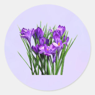 Sticker Rond Crocus pourpres