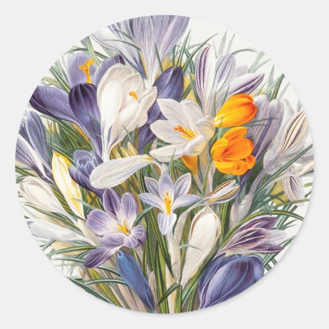Sticker Rond Crocus Spring Flower Botanique Floral Art (Devant)